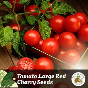 15 Heirloom Red Cherry Tomato Seeds: Non-GMO, Sweet & Large Easy Grow