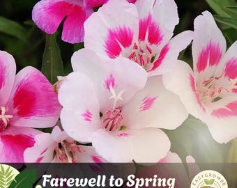 1400 Farewell to Spring Clarkia Seeds: Pink, Rose, Purple Wildflower - Non-GMO