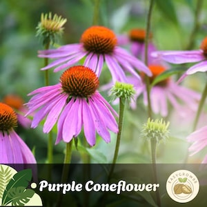 100 Purple Coneflower Seeds Echinacea purpurea, Heirloom Wildflower, Pollinator Friendly