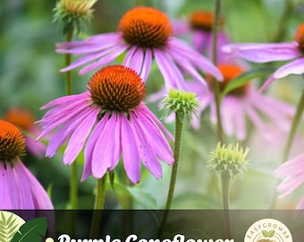 100 Purple Coneflower Seeds Echinacea purpurea, Heirloom Wildflower, Pollinator Friendly