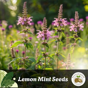 Lemon Bee Balm Seeds: Fragrant Purple-Pink Heirloom Monarda Citriodora Easy Grow