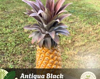 15 semillas de piña negra de Antigua, una planta exótica y rara de fruta tropical, sin OMG, variedad tradicional de jardín.