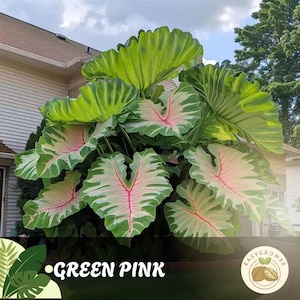 100 semi di Caladium: raro fogliame tropicale verde e rosa, facile da coltivare