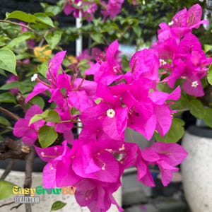 25 Seeds Pink Bougainvillea Flowers Bougainvillea Easy GrowFast SHip