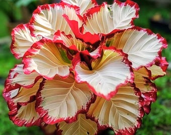 25 Crimson Burst Calathea Seeds: Vibrant Foliage, Indoor/Outdoor Planting Easy Grow