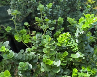 Semi Di PRUGNA DEL NATAL (Carissa Macrocarpa) | 3,00 - Foto 8