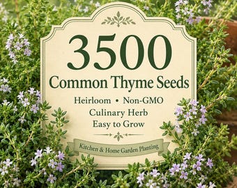 3500 graines de thym commun, variétés anciennes non OGM, faciles à cultiver pour le potager, les conteneurs et les plates-bandes.