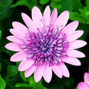 Purple & Pink Cape Daisy Seeds: Drought Tolerant Garden Flowers Easy Grow