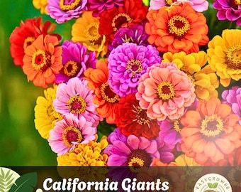 50 California Giants Zinnia Mix Frön Ljusa Färgglada Blommor Icke-GMO Snittblommor Trädgård