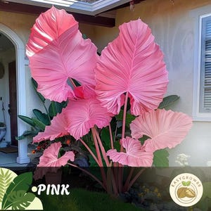 100 semi di Caladium rosa: fogliame tropicale raro per giardini ombrosi, facile da coltivare