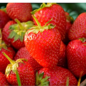 100 Red Strawberry Seeds: Sweet Juicy Fruit, Perennial Easy Grow