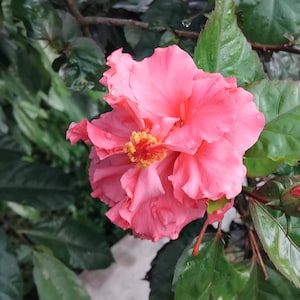 20 Doppelrosa Hibiskussamen: Tropische exotische Blume, einfach zu wachsen