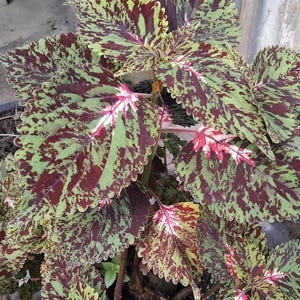 25 graines Coleus Jaz Marble Exotic Coleus Seeds - Des variétés rares et superbes pour des présentations luxuriantes et accrocheuses