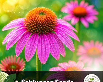 1200 paarse zonnehoed Echinacea purpurea, vaste plant erfstuk