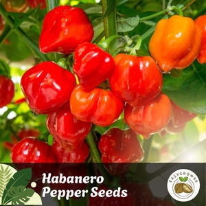 25 Orange Habanero Pepper Seeds: Extra Hot Heirloom Variety Easy Grow