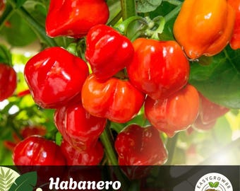 25 semillas de chile habanero naranja: variedad tradicional extra picante, fácil de cultivar