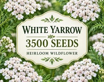 3500 White Yarrow Seeds – Heirloom Achillea millefolium Wildflower Seeds, Non-GMO, Pollinator Friendly, Easy to Grow Perennial Flowers