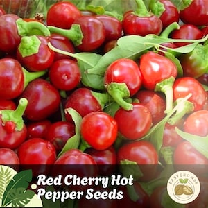 50 Red Cherry Hot Pepper Seeds Cherry Bombs, Heirloom, Non-GMO, Medium Heat Chili Peppers