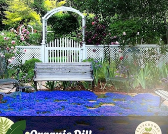 20000 Creeping Thyme Seeds: Magic Blue Ground Cover, Drought Tolerant Easy Grow