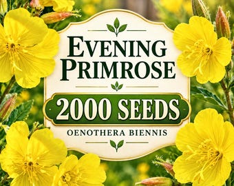 2000 nasion wiesiołka dwuletniego – Oenothera biennis, żółte nasiona dzikich kwiatów, dwuletni kwiat ogrodowy, bez GMO, przyjazny dla zapylaczy, łatwy w uprawie