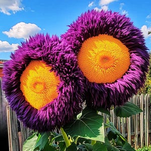 50 Giant Teddy Bear Sunflower Seeds | Yellow & Purple Blooms | Rare, Fluffy Flowers | Heirloom Garden Favorite | Easy to Grow