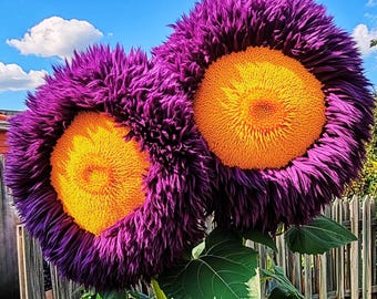 50 Giant Teddy Bear Sunflower Seeds: Yellow & Purple Heirloom Blooms Easy Grow
