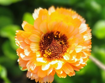 25 Orange Surprise Marigold Seeds | Vibrant Garden Blooms | Easy to Grow | Heirloom | USA Seller