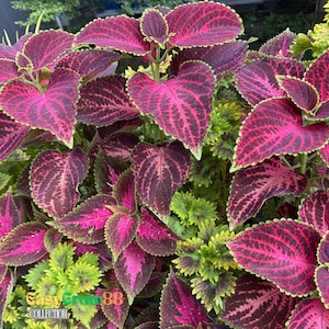 Rainbow Coleus Seeds Mix: Exotic Flower Garden (500 Seeds) Easy Grow