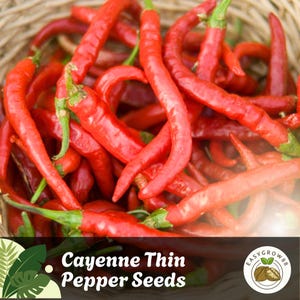 110 Cayenne Thin Pepper Seeds: Red Hot Heirloom Variety Easy Grow