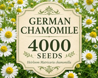 4000 semillas de manzanilla alemana / Matricaria Chamomilla tradicional / Flores de margarita blanca fragante / Semillas para jardín de polinizadores