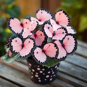 Begonia amphioxus - Etsy 日本