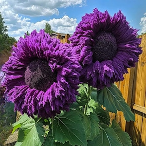 50 Purple Giant Teddy Bear Sunflower Seeds | Rare Fluffy Blooms | Enchanting Heirloom Variety | Easy Garden Flower | Non-GMO