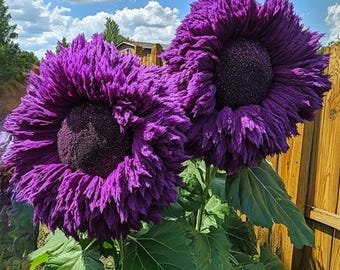 50 Purple Teddy Bear Sunflower Seeds: Rare Heirloom Variety Easy Grow