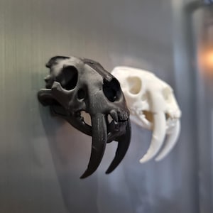 Puede incluir: Dos réplicas decorativas de cráneos de tigre dientes de sable. Un cráneo es negro, el otro es blanco. Los cráneos tienen grandes colmillos curvos y una estructura ósea detallada. Los cráneos están montados sobre una superficie metálica.