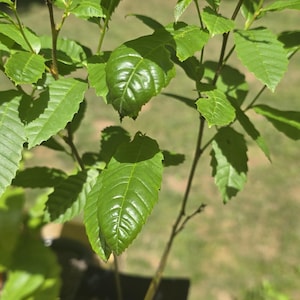 May include: A small green leafy plant in a black pot. The plant has multiple stems and is growing in a brown potting mix.