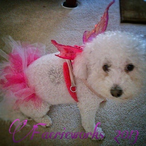 May include: A white dog wearing a pink tutu and a pink butterfly wing costume. The dog is standing on a light brown carpet.