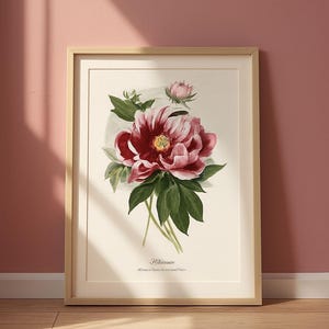 Vintage Peony Flower Print: Floral Wall Art (Digital Download)