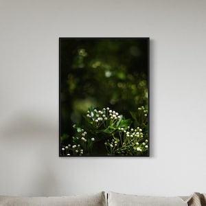 May include: A close-up photograph of a cluster of small white flowers blooming on a green bush. The flowers are in focus, while the background is blurred and out of focus.
