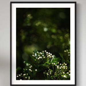 May include: A close-up of white flower buds on a green bush. The buds are clustered together and are surrounded by green leaves. The background is blurred and out of focus.