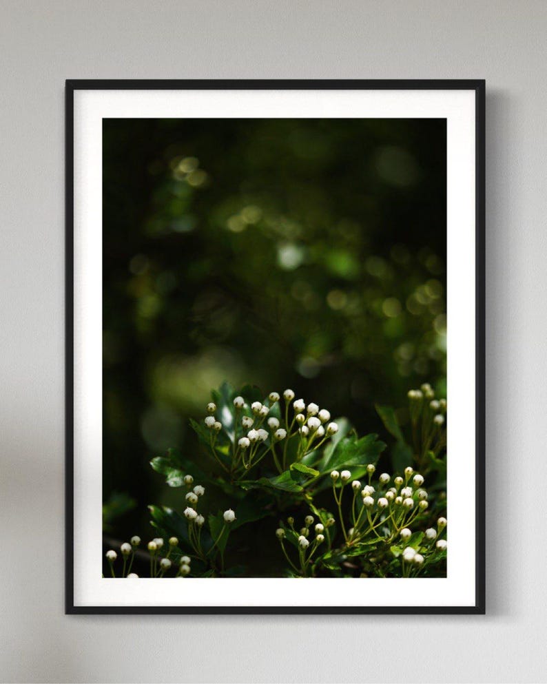 May include: A close-up of white flower buds on a green bush. The buds are clustered together and are surrounded by green leaves. The background is blurred and out of focus.