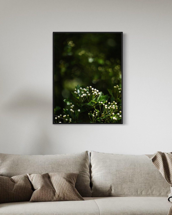 Spring Buds in Soft Light - Nature Photography Print