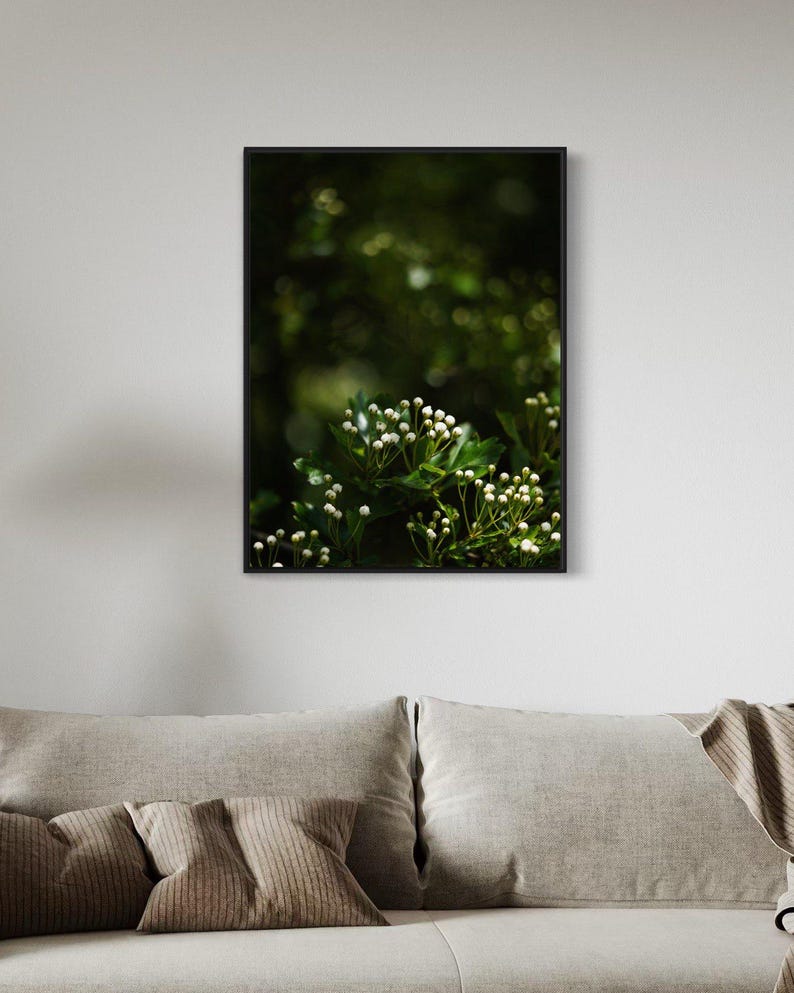 May include: A close-up photograph of a cluster of small white flowers blooming on a green bush. The flowers are in focus, while the background is blurred and out of focus.