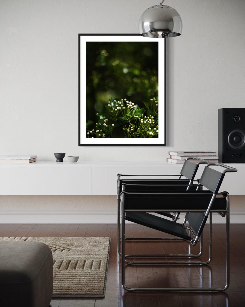 May include: A black framed photograph of white flowers blooming on a green bush. The background is blurred and out of focus.