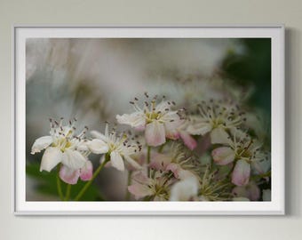 Unique Soft Pink and White Floral Print – Botanical Wall Art, Nature Photography