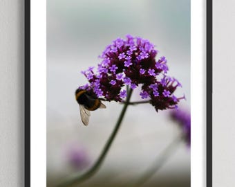 Bee on Wildflower - Minimal Nature Photography Print, Calm Home Decor