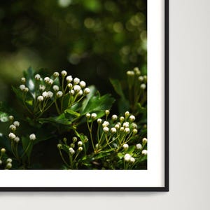 May include: A close-up of white flower buds on green branches. The buds are clustered together and are surrounded by green leaves. The background is blurred and out of focus.