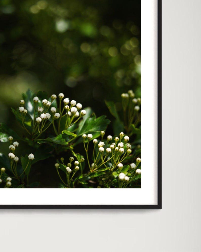 May include: A close-up of white flower buds on green branches. The buds are clustered together and are surrounded by green leaves. The background is blurred and out of focus.
