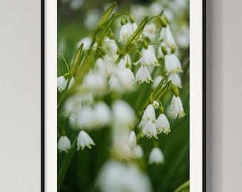 Snowdrops Print, Botanical Nature Photography - A2 & A3