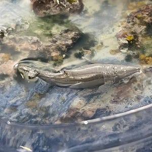 3D Printed, Hand-Painted Miniature Sea Life Group - Shark, Squid, Turtle, Whale, Ray