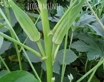 Okra seeds/ Bhindi/ Bendakaya/ Lady's Finger - Non GMO